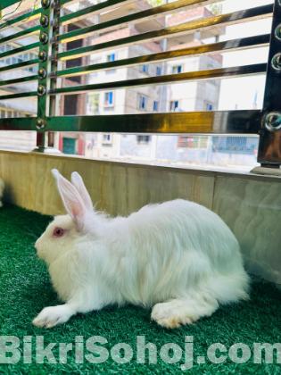 Giant Angora Mix